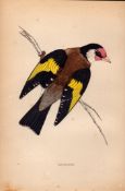 Goldfinch Rev Morris 1888 Antique History of British Birds Engraving-37.