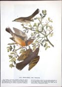 Thrasher & Thrush Audubon Birds of America 72-Year-Old Coloured Book Plate-204.