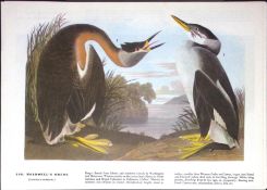 Holboell’s Grebe Audubon Birds of America 72-Year-Old Coloured Book Plate-106.
