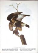 Rough-Legged Hawk Audubon Birds of America 72-Year-Old Coloured Book Plate-24.