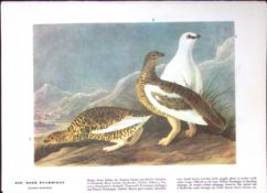 Rock Ptarmigan Audubon Birds of America 72-Year-Old Book Plate-128.