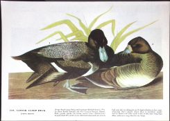 Lesser Scaup Duck Audubon Birds of America 72-Year-Old Coloured Book Plate-114.