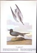 Black Tern Audubon Birds of America 72-Year-Old Coloured Book Plate-178.