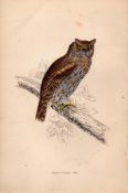 Scops-Eared Owl Rev Morris Antique 1888 History of British Birds Engraving-11.