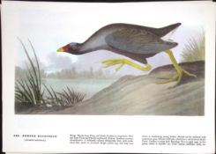 Purple Gallinule Audubon Birds of America 72-Year-Old Coloured Book Plate-176.