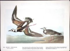 Ruddy Turnstone Audubon Birds of America 72-Year-Old Coloured Book Plate-185.