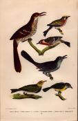 Alexander Wilson Rare American Birds- Brown Thrush, Cat Bird, Warbler-14