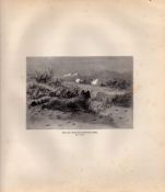 Wild Cat Stalking Mountain Hares Rare Limited-Edition Antique Print-52.
