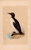 Ringed Guillemot Rev Morris Antique History of British Birds Engraving.