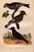 Alexander Wilson Rare American Birds Pallas Dipper, Bohemian Waxwing, Bullfinch-16.