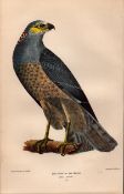 Alexander Wilson Rare American Birds Blue Hawk or Hen Harrier-12.