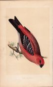 Pine Crossbeak Rev Morris Antique History of British Birds 170 Years-Old Engraving.