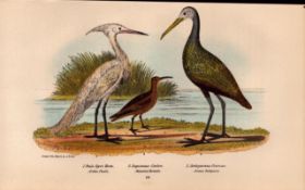 Alexander Wilson Rare American Birds Heron, Carlew, Courean- Copper Plate 26.