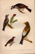 Alexander Wilson Rare American Birds Pallas Dipper, Bohemian Waxwing, Bullfinch-16.