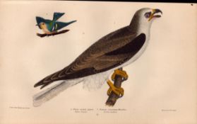 Alexander Wilson Rare American Birds White-Tailed Hawk, Cerulean Warbler-11.