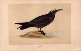 Noddy Rev Morris Antique History of British Birds 170 Years-Old Engraving.
