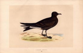 Leach’s Petrel Rev Morris Antique History of British Birds Engraving.