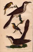 Alexander Wilson Rare American Birds-Carolina Cuckoo, Black-billed Cuckoo-28