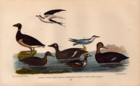 Alexander Wilson Rare American Birds Brant Goose, Scoter & Velvet Duck, Sooty Tern-72.
