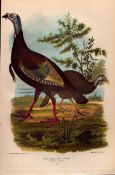 Alexander Wilson Rare American Birds Wild Turkey Thanksgiving Day-9.
