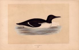 Guillemot Rev Morris Antique History of British Birds 170 Years-Old Engraving.