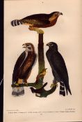 Alexander Wilson Rare American Birds Black Hawk, Baltimore Oriole-53.