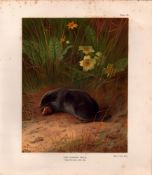 The Common Mole Rare Limited-Edition J.G. Millais Coloured Antique Print-57.