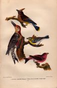 Alexander Wilson Rare American Birds American Crossbill, White Crowned Bunting-31.