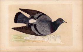 Rock Pigeon Rev Morris Antique History of British Birds 170 Years-Old Engraving.