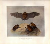 The Pipistrelle Or Common Bat Rare Limited-Edition J.G. Millais Antique Print-61.