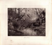 Fox On The Prowl Rare Limited-Edition J.G. Millais Antique Print-50.