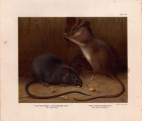 The Northern & Alexandrine Rat Rare Limited-Edition Coloured Antique Print-79.