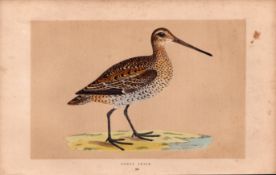 Great Snipe Rev Morris Antique History of British Birds 170 Years-Old Engraving.