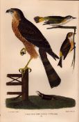 Alexander Wilson Rare American Birds Sharp-Shinned Hawk, Redstart-45.