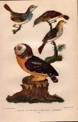 Alexander Wilson Rare American Birds Little Owl, Finch, Savannah-34.