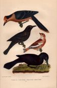 Alexander Wilson Rare American Birds Canada Jay, Snow Bunting, Rusty & Purple Grackle-21.