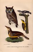 Alexander Wilson Rare American Birds Mottled Owl, Meadow Lark-19.
