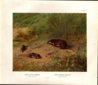 Lesser & Common Shrew Rare Limited-Edition Coloured Antique Print-56.