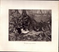 The Weasel & Small Birds Rare Limited-Edition J.G. Millais, Antique Print-88.