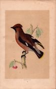 Waxwing Rev Morris Antique History of British Birds 170 Years-Old Engraving.