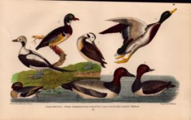 Alexander Wilson Rare American Birds Tailed Duck, Summer Duck, Teal, Mallard-70.