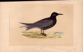 Black Tern Rev Morris Antique History of British Birds 170 Year-Old Engraving.