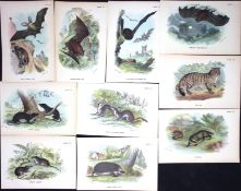 Job-Lot 10 Lloyd's Natural History, British Mammals Antique 1896 Prints-1.