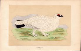 Ptarmigan Rev Morris Antique History of British Birds 170 Years-Old Engraving.