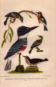 Alexander Wilson Rare American Birds Belted Kingfisher, Warbler, Thrush-23.