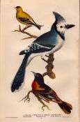 Alexander Wilson Rare American Birds Baltimore Bird, Yellow Bird, Jay-1.