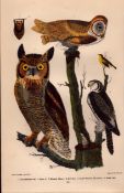Alexander Wilson Rare American Ornithology The Owl Family 3 Species -50.