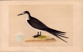 Sooty Tern Rev Morris Antique History of British Birds 170 Year-Old Engraving.