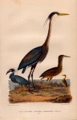 Alexander Wilson Rare American Birds Yellow-Crowned Heron, Great Heron-65.