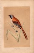 Bearded Tit Rev Morris Antique History of British Birds 170 Years-old Engraving.